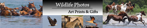 Chincoteague Wildlife Photos